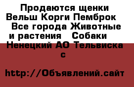 Продаются щенки Вельш Корги Пемброк  - Все города Животные и растения » Собаки   . Ненецкий АО,Тельвиска с.